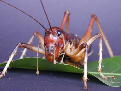 Giant King Cricket<br>( Anostostoma australasiae )