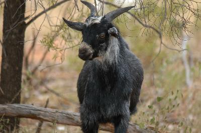 Goat<br>(Capra aegagris hircus)