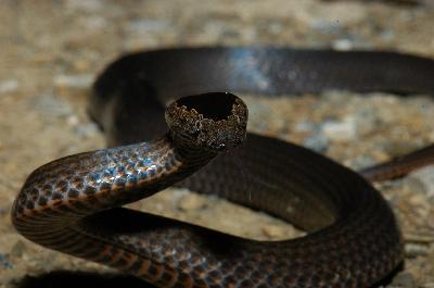 Golden-Crowned Snake<br>(Cacophis squamulosus)