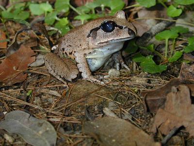 Great Barred Frog<br>(Mixophyes fasciolatus)