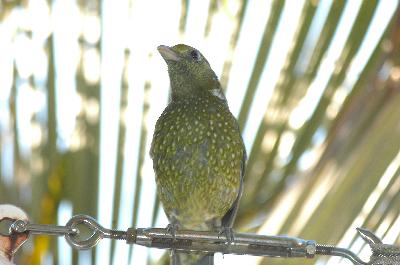 Green Catbird<br>(Ailuroedus crassirostris)