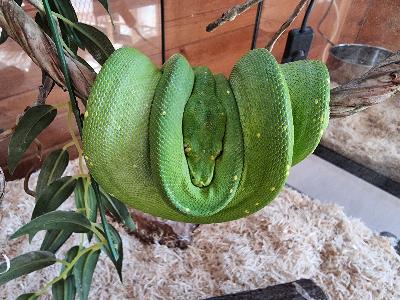 Green Python<br>(Morelia viridis)