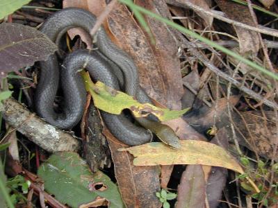 Marsh Snake<br>(Hemiaspis signata)
