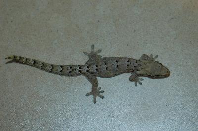 Mourning Gecko<br>(Lepidodactylus lugubris)