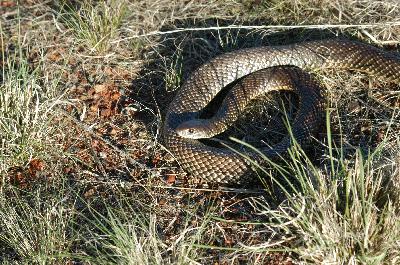 Mulga Snake<br>(Pseudechis australis)