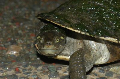 Murray River Turtle<br>(Emydura macquarii)