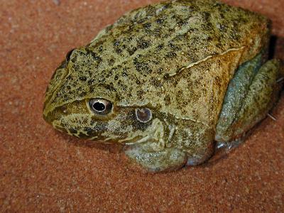 New Holland Frog<br>(Cyclorana novaehollandiae)