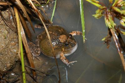 Ornate Burrowing Frog<br>(Opisthodon ornatus)