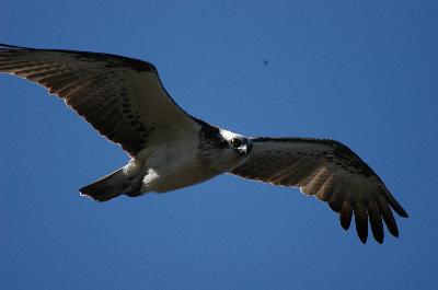 Osprey<br>(Pandion haliaetus)