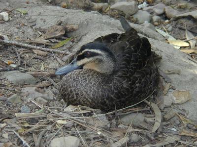 Pacific Black Duck<br>(Anas superciliosa)
