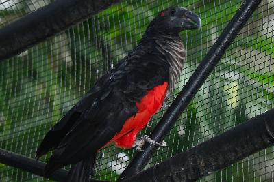 Pesquet's parrot<br>(Psittrichas fulgidus)