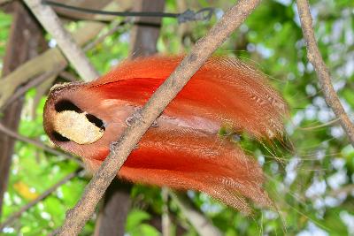 Raggiana bird-of-paradise<br>(Paradisaea raggiana)