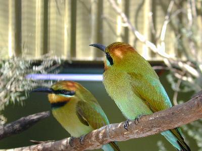 Rainbow Bee-eater<br>(Merops ornatus)