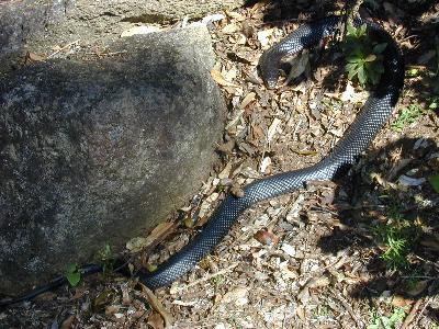 Red-Bellied Black Snake<br>(Pseudechis porphyriacus)