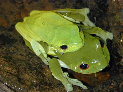 Red-Eyed Tree Frog<br>(Litoria chloris)