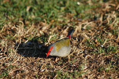Red-browed Finch<br>(Neochmia temporalis)