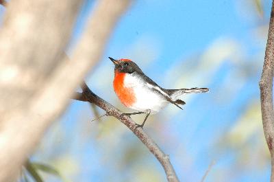 Red-capped Robin<br>(Petroica goodenovii)