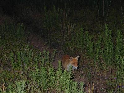 Red Fox<br>(Vulpes vulpes)