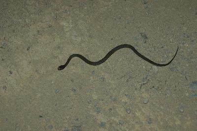 Rough-Scaled Snake<br>(Tropidechis carinatus)