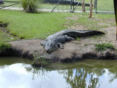Saltwater Crocodile<br>(Crocodylus porosus)
