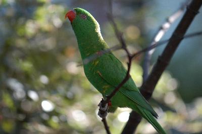 Scaly-breasted Lorikeet<br>(Trichoglossus chlorolepidotus)