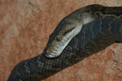 Scrub Python<br>(Morelia kinghorni)