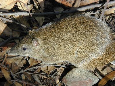 Southern Brown Bandicoot<br>(Isoodon obesulus)