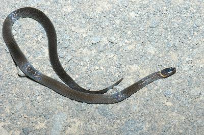Southern Dwarf Crowned Snake<br>(Cacophis krefftii)