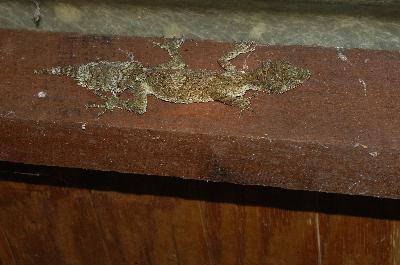 Southern Leaf-Tailed Gecko<br>(Saltuarius swaini)