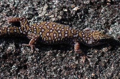 Southern Spotted Velvet Gecko<br>(Oedura tryoni)