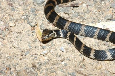 Stephens Banded Snake<br>(Hoplocephalus stephensii)