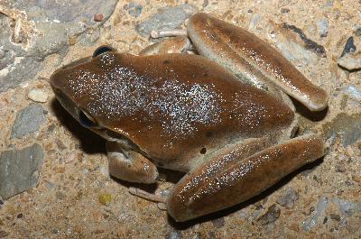 Stony-Creek Frog<br>(Litoria wilcoxii)
