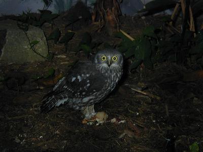 Strigidae<br>(Hawk-Owls)