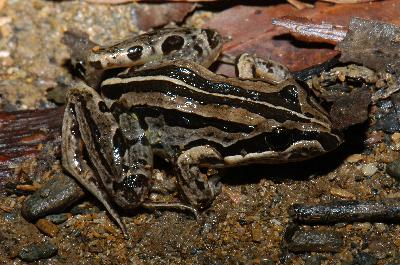 Striped Marsh Frog<br>(Limnodynastes peronii)