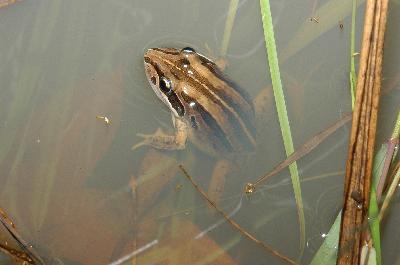 Striped Rocket Frog<br>(Litoria nasuta)