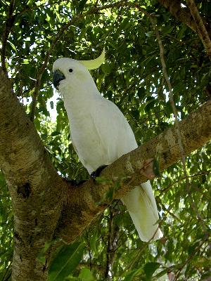 Sulphur-crested Cockatoo<br>(Cacatua galerita)