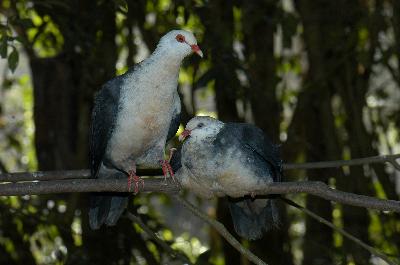 Topknot Pigeon<br>(Lopholaimus antarcticus)