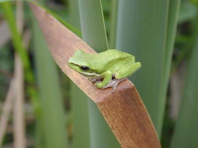Wallum Sedge Frog<br>(Litoria olongburensis)