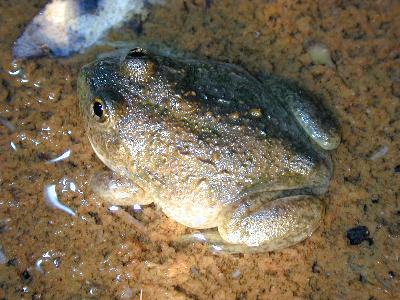 Water-Holding Frog<br>(Cyclorana platycephala)