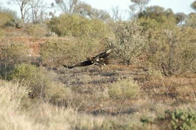 Wedge-tailed Eagle<br>(Aquila audax)