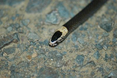White-Crowned Snake<br>(Cacophis harriettae)