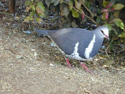 Wonga Pigeon<br>(Leucosarcia melanoleuca)