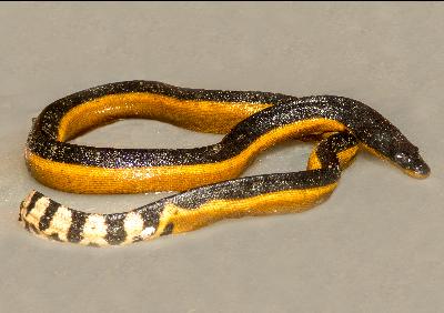 Yellow-Bellied Sea Snake<br>(Pelamis platurus)