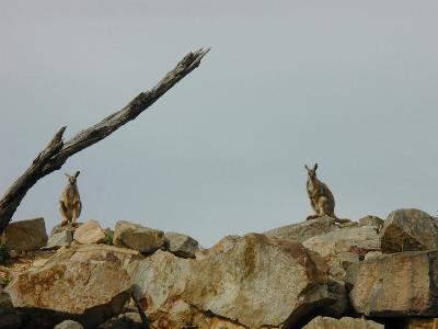 Yellow-Footed Rock-Wallaby<br>(Petrogale xanthopus)