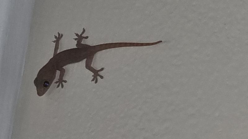 Asian_House_Gecko__Hemidactylus_frenatus__009.jpg