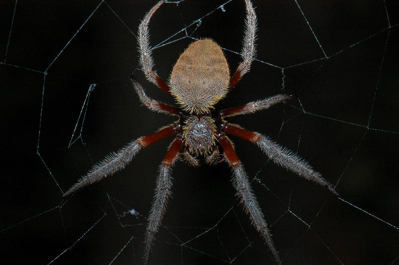 Australian_Garden_Orb_Weaver_Spider__Eriophora_biapicata__001.jpg