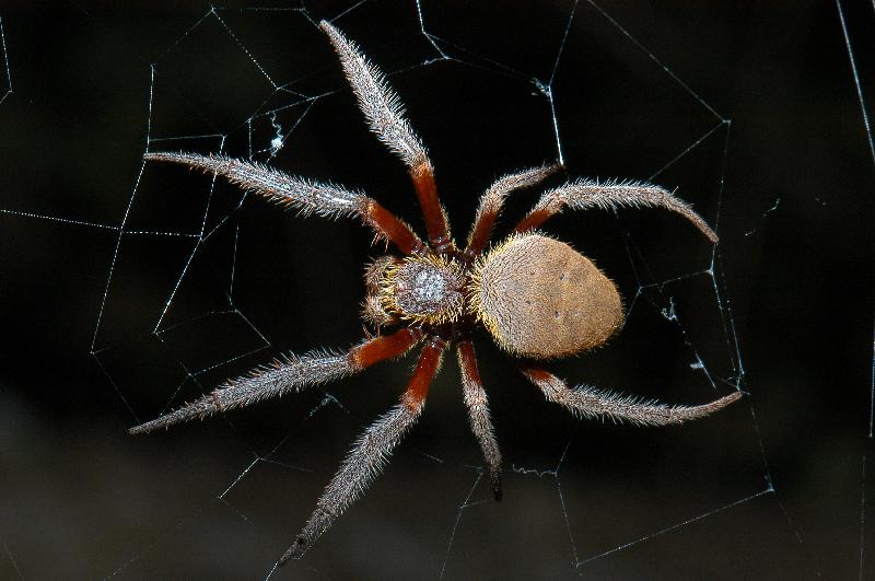 Australian_Garden_Orb_Weaver_Spider__Eriophora_biapicata__002.jpg