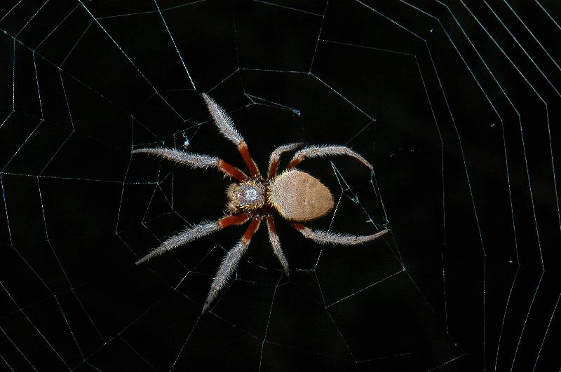Australian_Garden_Orb_Weaver_Spider__Eriophora_biapicata__003.jpg