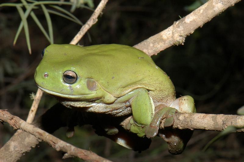 Australian_Green_Tree_Frog__Litoria_caerulea__014.jpg