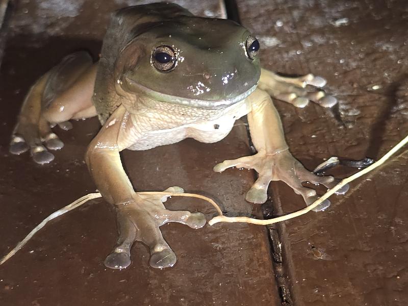 Australian_Green_Tree_Frog__Litoria_caerulea__018.jpg